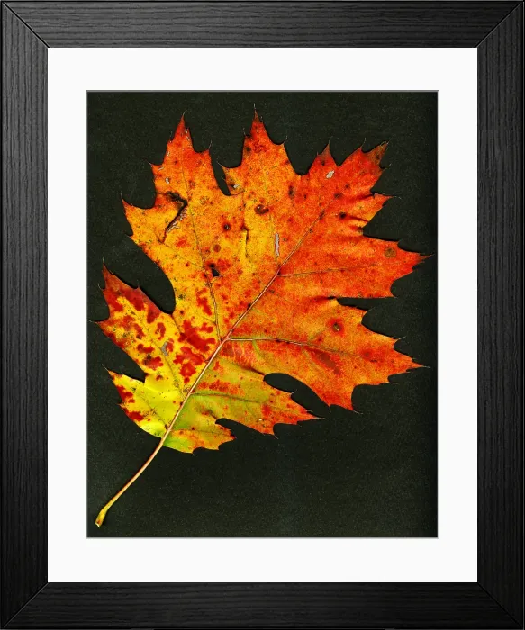 Framed Print : Autumn Oak Leaf Framed Print : Autumn Oak Leaf