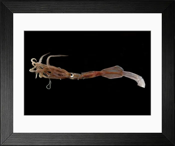 Framed Print : Oceanic squid (Asperoteuthis acanthoderma) Framed Print : Oceanic squid (Asperoteuthis acanthoderma)