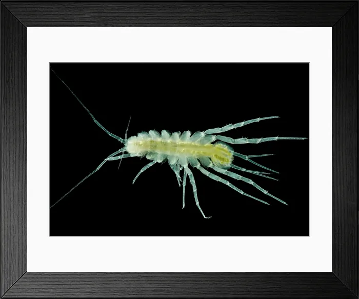 Framed Print : Groundwater Adapted Isopod (Proasellus sp.) Framed Print : Groundwater Adapted Isopod (Proasellus sp.)