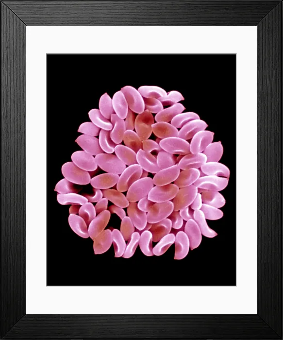 Framed Print : Pholiota Mushroom Spores