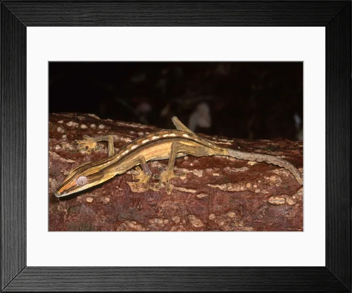 Framed Print : Dwarf Leaf-Tailed Gecko