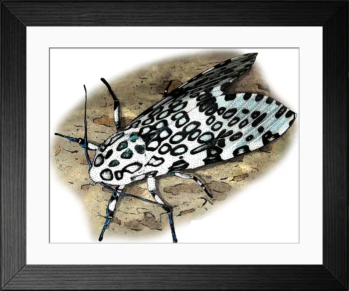 Framed Print : Giant Leopard Moth Framed Print : Giant Leopard Moth
