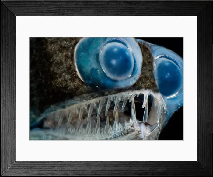 Framed Print : Telescopefish (Gigantura sp.)
