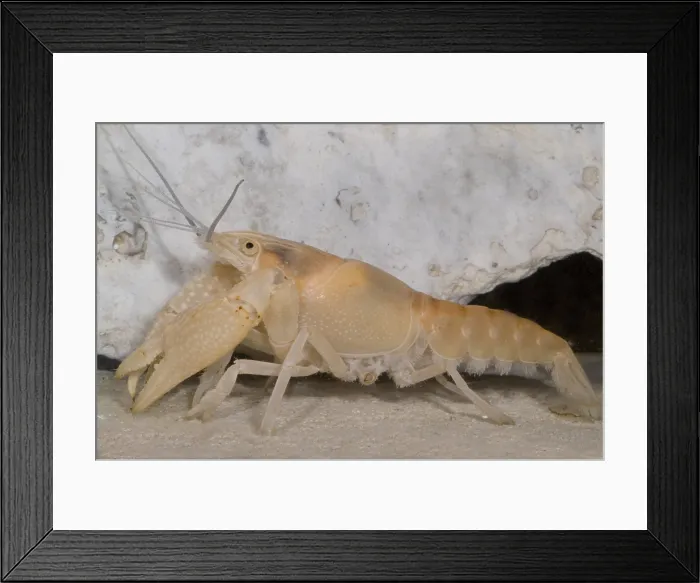 Framed Print : Miami Cave Crayfish Framed Print : Miami Cave Crayfish