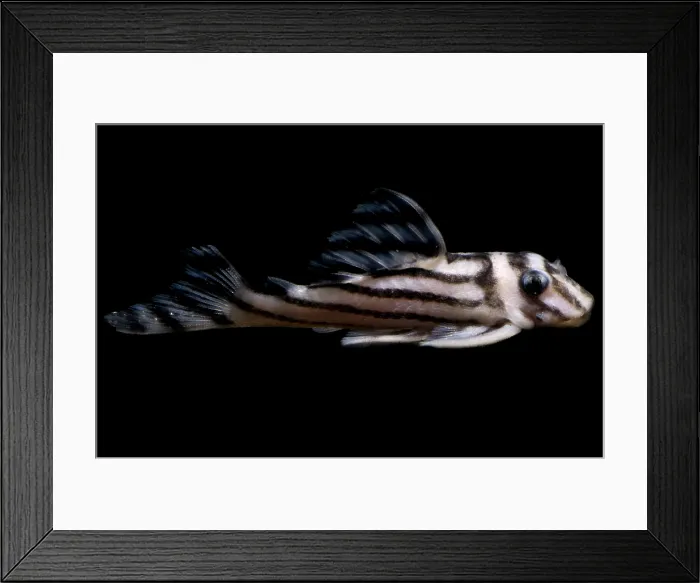 Framed Print : Zebra Plecostomus Framed Print : Zebra Plecostomus