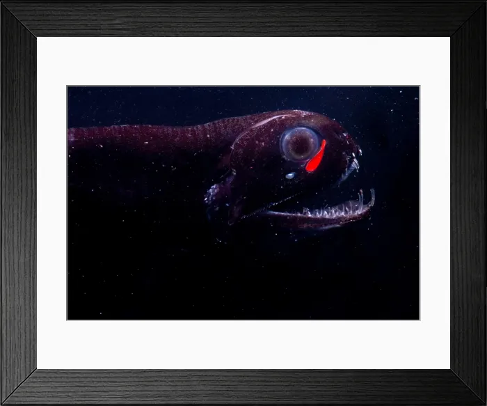 Framed Print : Dragonfish Framed Print : Dragonfish