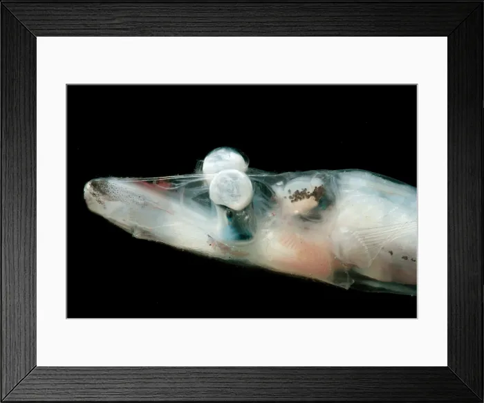Framed Print : Brownsnout Spookfish
