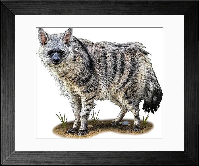 Framed Print : Southern Aardwolf, Illustration Framed Print : Southern Aardwolf, Illustration