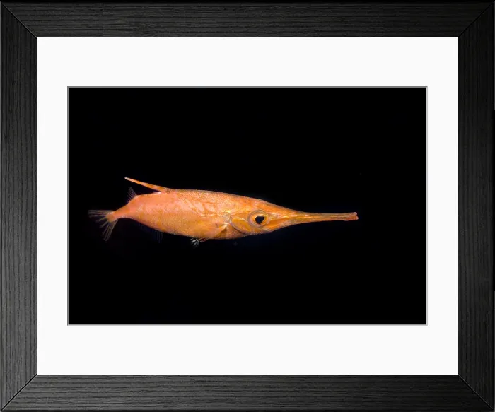 Framed Print : Longfin Snipefish Framed Print : Longfin Snipefish