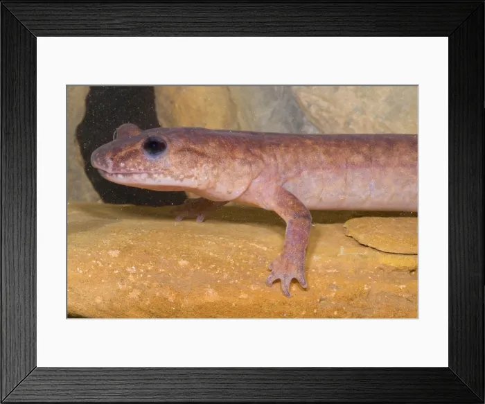 Framed Print : Spring Salamander Framed Print : Spring Salamander