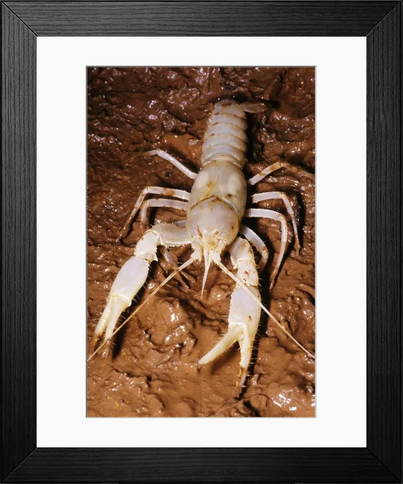Framed Print : Cave Crayfish Framed Print : Cave Crayfish