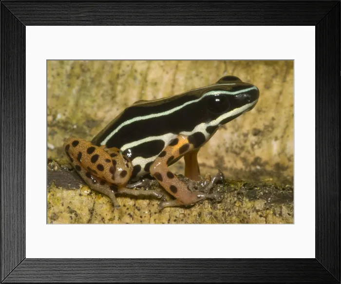 Framed Print : Rio Madeira Poison Frog