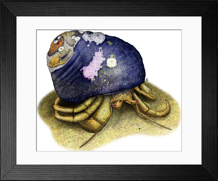 Framed Print : Maroon Hermit Crab Framed Print : Maroon Hermit Crab