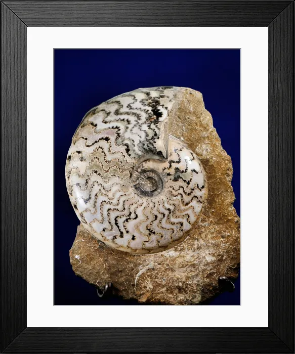 Framed Print : Ammonite Fossil Framed Print : Ammonite Fossil