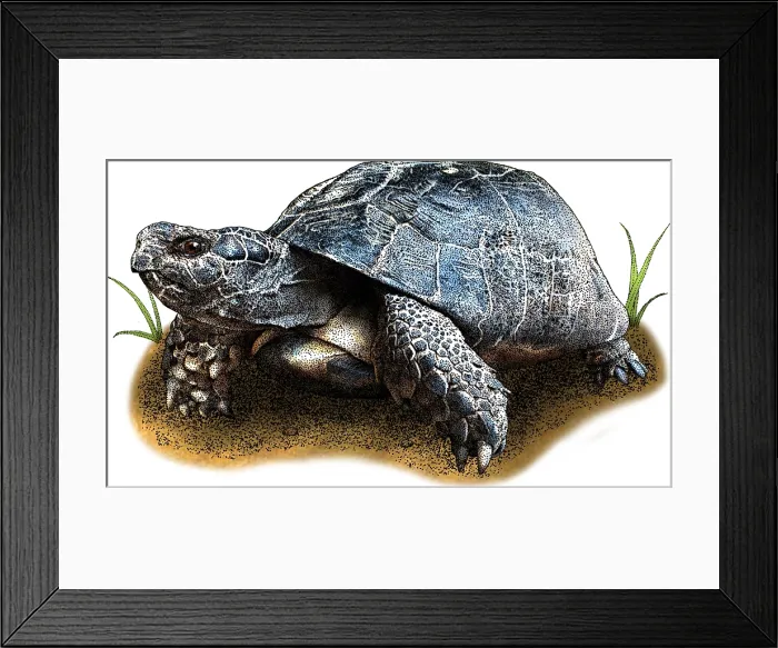 Framed Print : Marginated tortoise Framed Print : Marginated tortoise