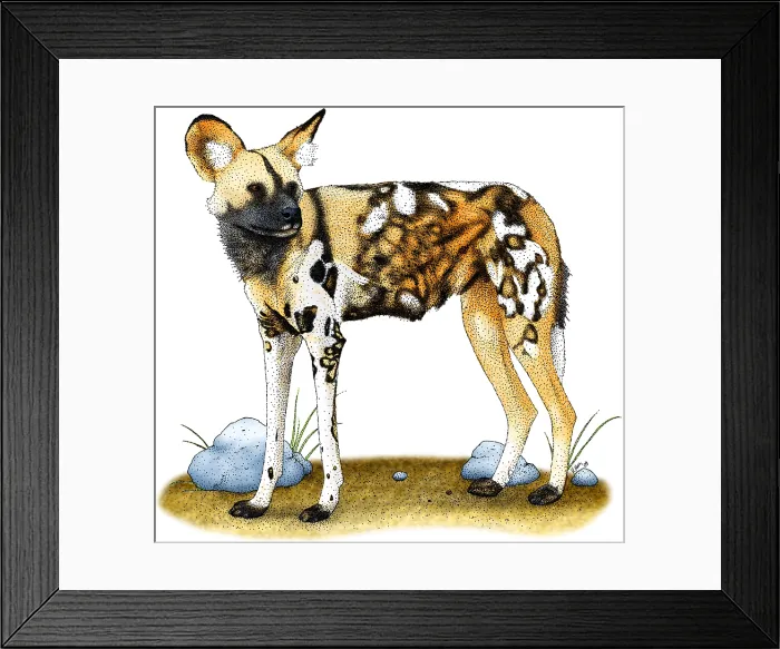 Framed Print : African Wild Dog Framed Print : African Wild Dog