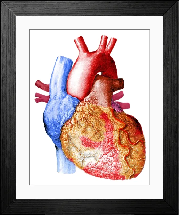Framed Print : Heart. Illustration of the human heart