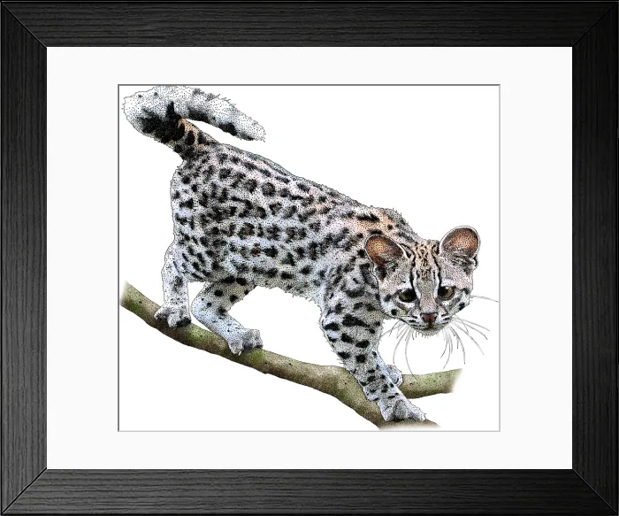 Framed Print : Oncilla, Leopardus tigrinus, Illustration Framed Print : Oncilla, Leopardus tigrinus, Illustration