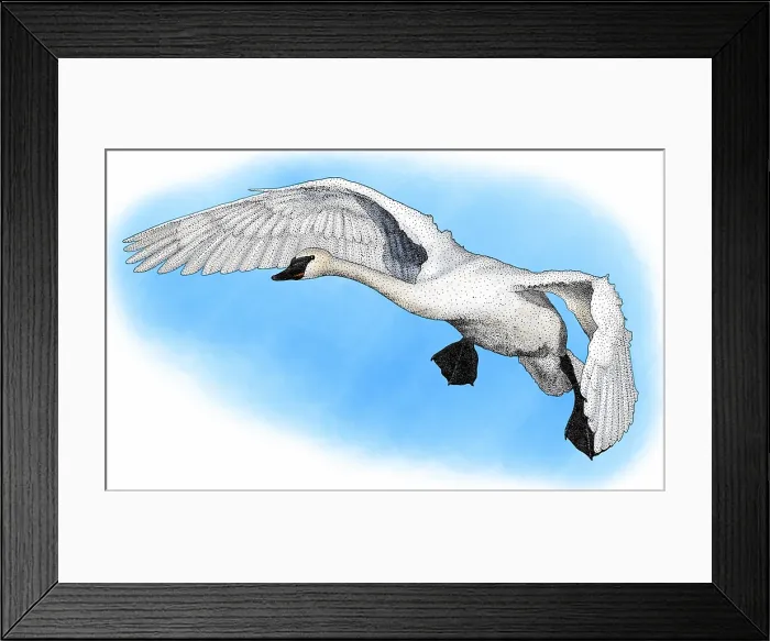 Framed Print : Trumpeter swan Framed Print : Trumpeter swan