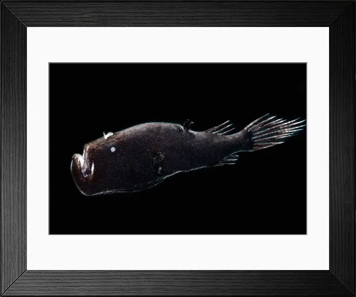 Framed Print : Stargazing Seadevil (Ceratias uranoscopus) Framed Print : Stargazing Seadevil (Ceratias uranoscopus)