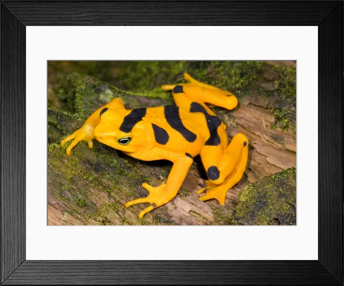 Framed Print : Harlequin Toad Framed Print : Harlequin Toad