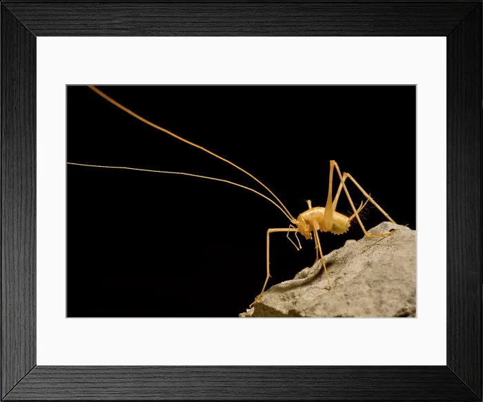 Framed Print : Cave crickets (Ceuthophilus sp.) Framed Print : Cave crickets (Ceuthophilus sp.)