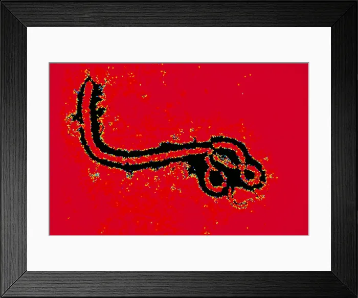 Framed Print : Ebola virus Framed Print : Ebola virus