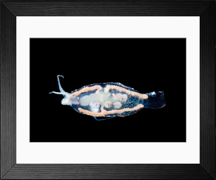 Framed Print : Transparent Pelagic Nudibranch (Phylliroe sp.) Framed Print : Transparent Pelagic Nudibranch (Phylliroe sp.)