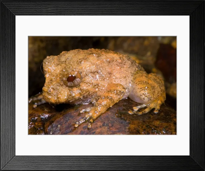 Framed Print : Rain Frog. A juvenile rain frog (Eleutherodactylus bufoniformis) Framed Print : Rain Frog. A juvenile rain frog (Eleutherodactylus bufoniformis)