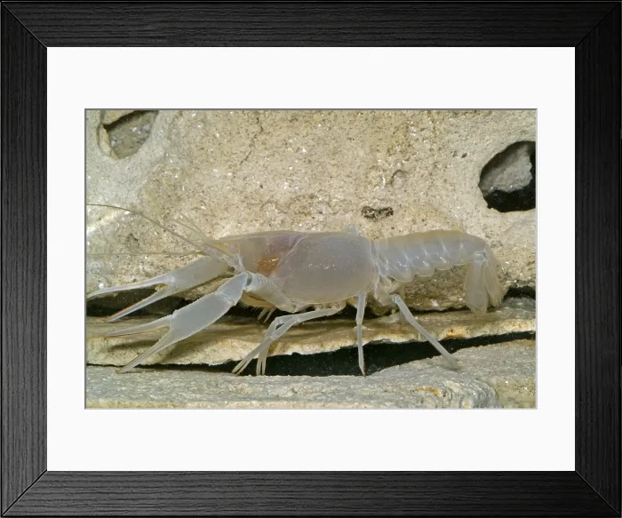 Framed Print : Orange Lake Cave Crayfish Framed Print : Orange Lake Cave Crayfish