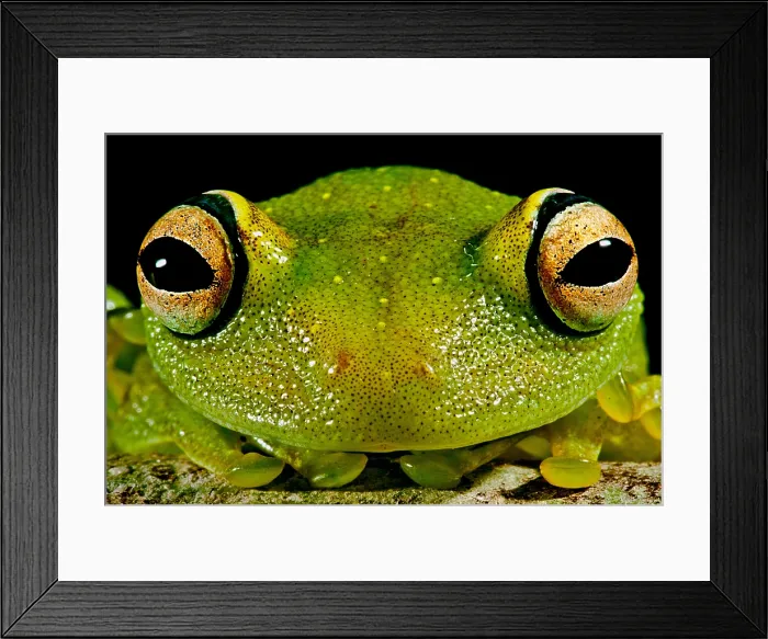 Framed Print : Eye-ringed Bushfrog Framed Print : Eye-ringed Bushfrog