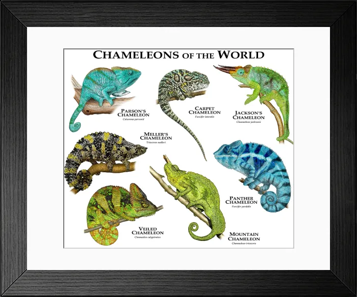 Framed Print : Chameleons of the World Framed Print : Chameleons of the World