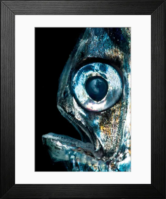 Framed Print : Highlight Hatchetfish (Sternoptyx pseudobscura)