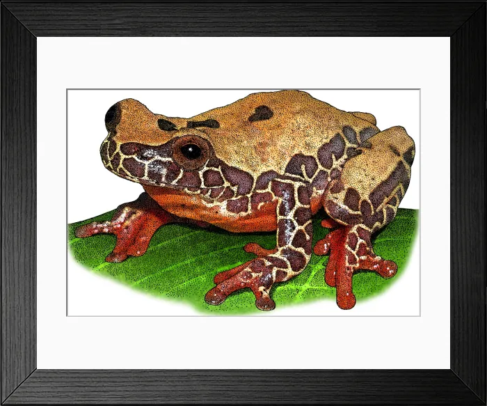 Framed Print : Triangle Treefrog, Illustration