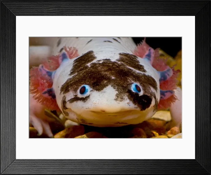 Framed Print : Mexican Axolotl Framed Print : Mexican Axolotl
