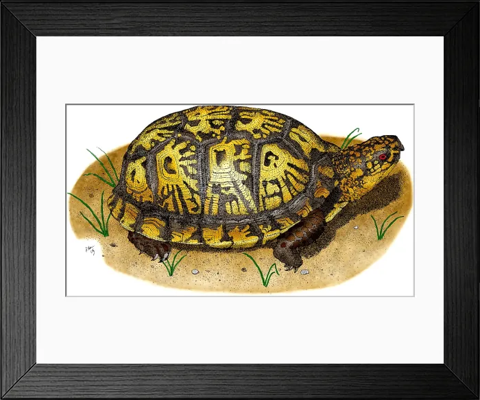Framed Print : Eastern Box Turtle Framed Print : Eastern Box Turtle