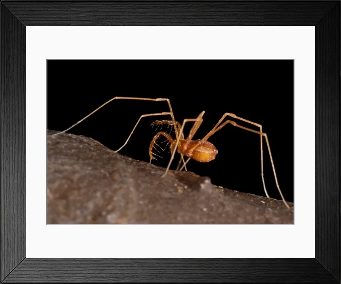 Framed Print : Cave Harvestman Framed Print : Cave Harvestman