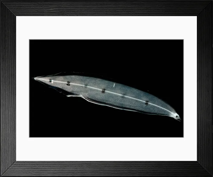 Framed Print : Larval Eel Framed Print : Larval Eel