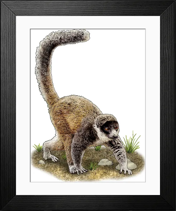 Framed Print : Mongoose Lemur Framed Print : Mongoose Lemur