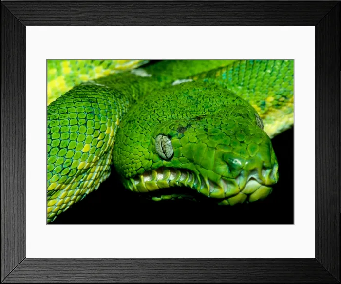 Framed Print : West Amazonian Emerald Tree Boa