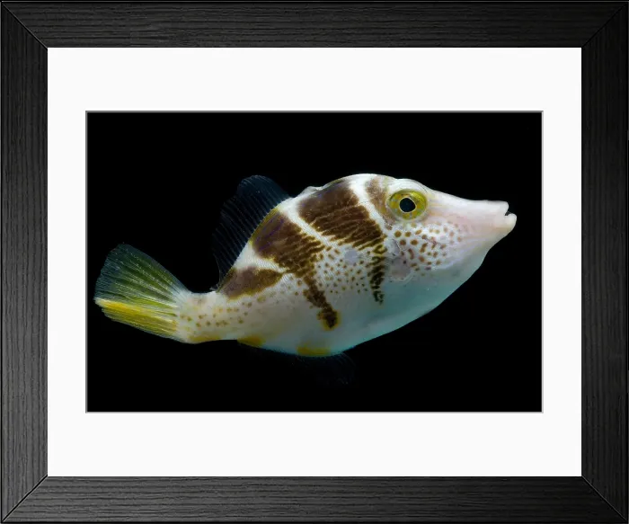 Framed Print : Mimic Saddle Filefish