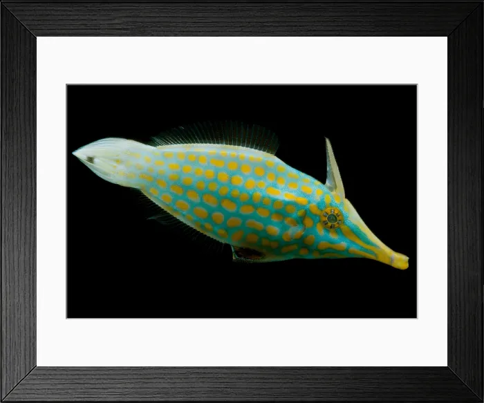 Framed Print : Orange Spotted Filefish Framed Print : Orange Spotted Filefish