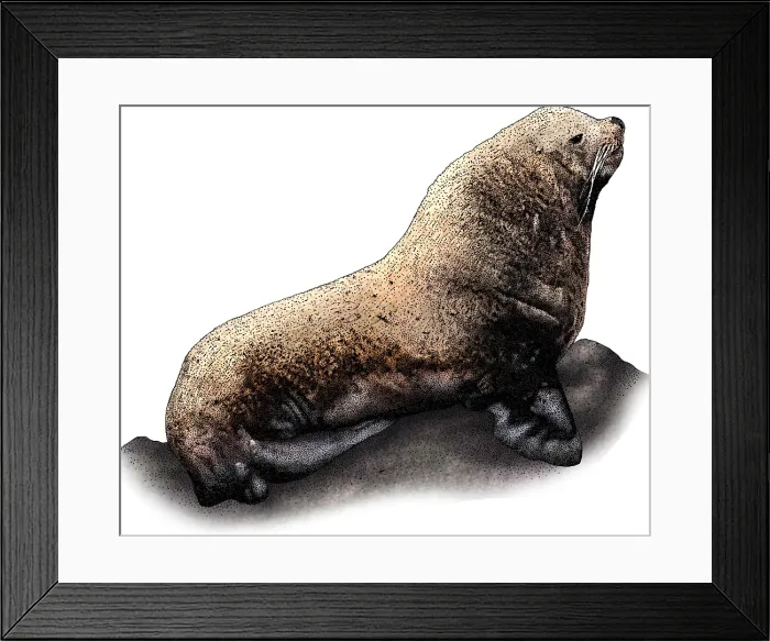 Framed Print : Stellers Sea Lion Framed Print : Stellers Sea Lion