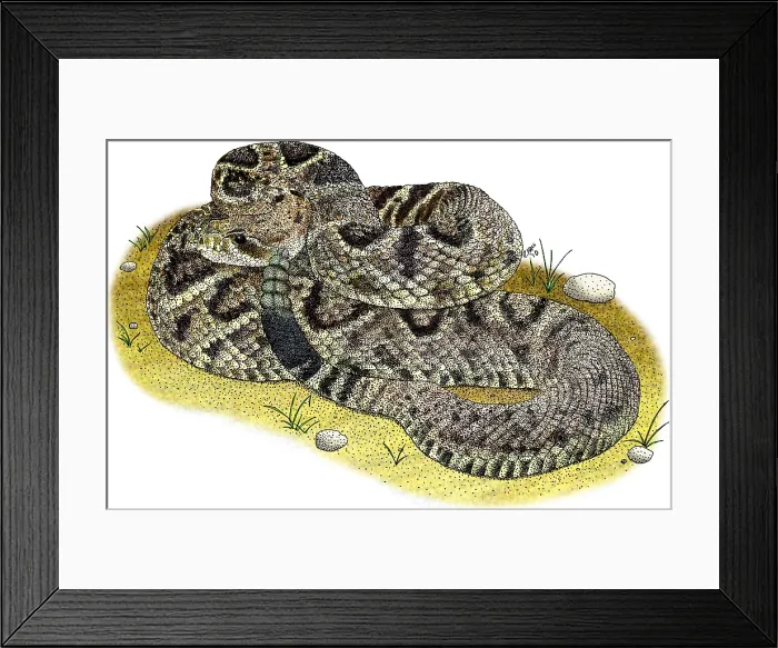 Framed Print : Eastern Diamondback Rattlesnake Framed Print : Eastern Diamondback Rattlesnake