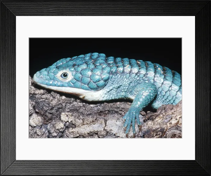 Framed Print : Alligator Lizard Framed Print : Alligator Lizard