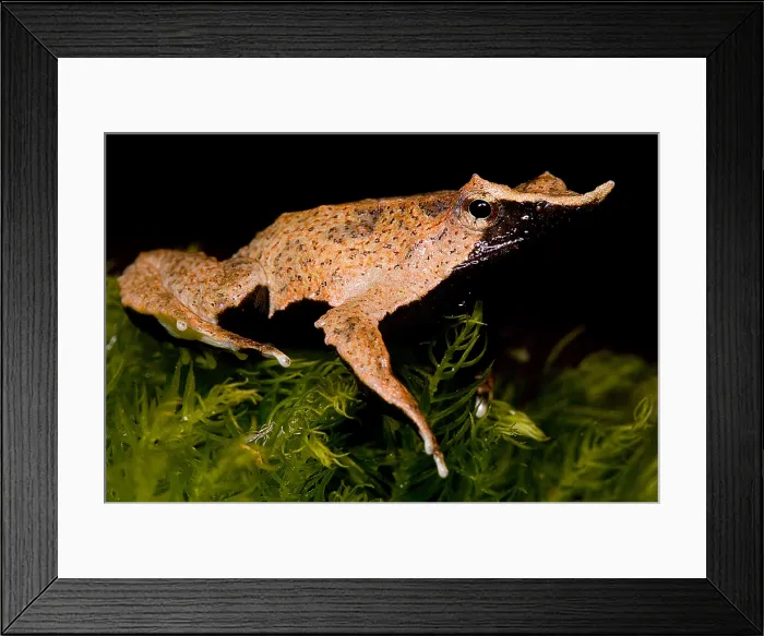 Framed Print : Darwin's Frog Framed Print : Darwin's Frog