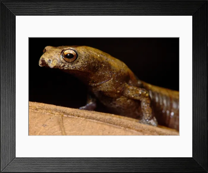 Framed Print : Nauta Palm Foot Salamander