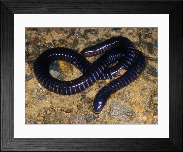 Framed Print : Boettgers Caecilian