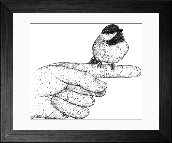 Framed Print : Black-capped Chickadee Framed Print : Black-capped Chickadee