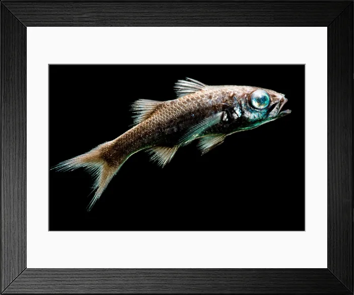 Framed Print : Atlantic Pelagic Basslet Framed Print : Atlantic Pelagic Basslet